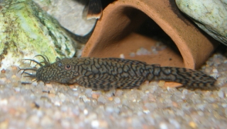 Ancistrus sp. `RIO TOCANTINS`